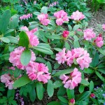 Rhododendron Yaku Prince yakushimanum